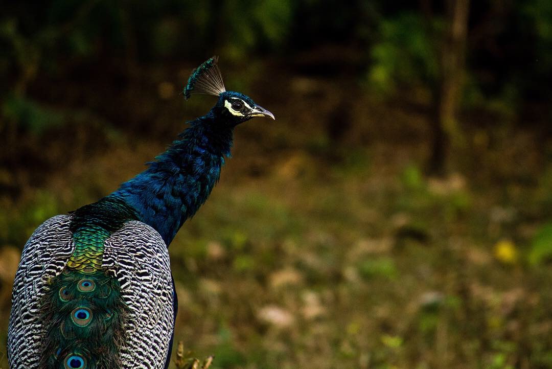 A peacock in profile against a dark forest backdrop