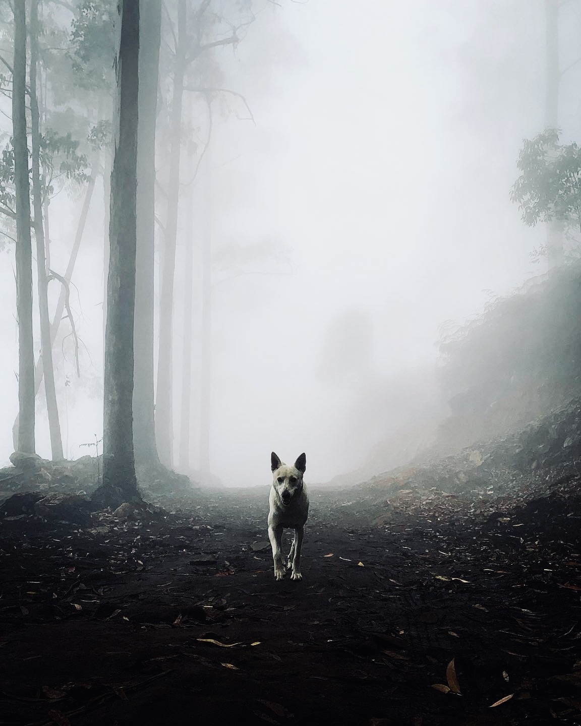 A dog walking out of the mist on a forest trail in Kodaikanal